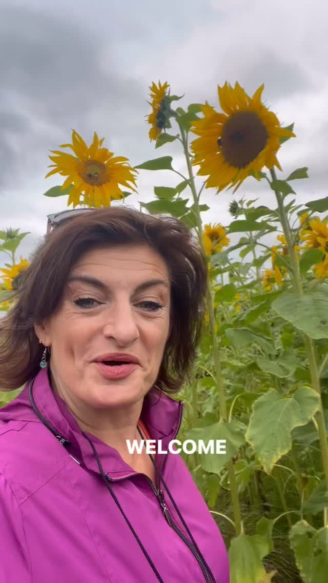 Get out in nature and do something good for others. 

@barberstowncastlehotel has planted the most magnificent sunflower fields for your enjoyment. By way of donation you can take some flowers home with all moneys going to: 
@pieta.house 
@womens.aid 

This field is suitable for anyone who is steady on their feet. There is a coffee van beside the field and benches so you can relax and enjoy the positive vibes. 

Free parking too - get yourself to Kildare! 

🌻🌻🌻🌻🌻🌻🌻🌻
#sunflowers #sunflower #sunflowerseeds #kildare #kildareblogger #kildaretown #barberstown #irishcastle #yogadublin #orwellwheelers #pieta #womensaid #ireland #irishcharity